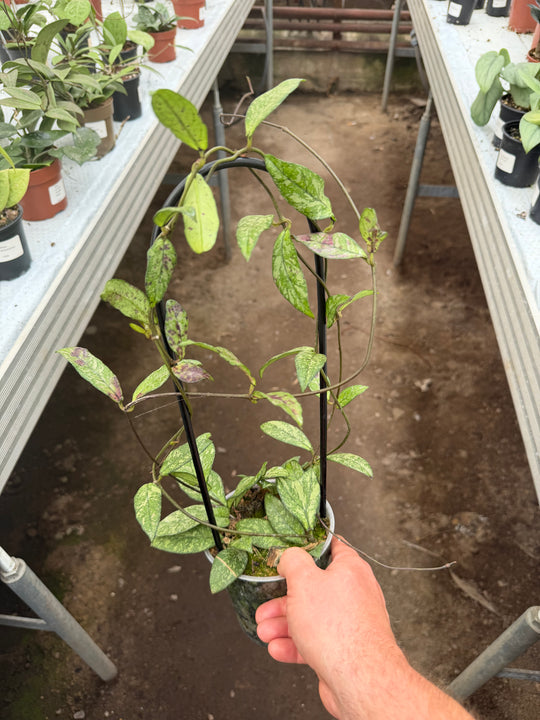 Hoya callistophylla Black cat
