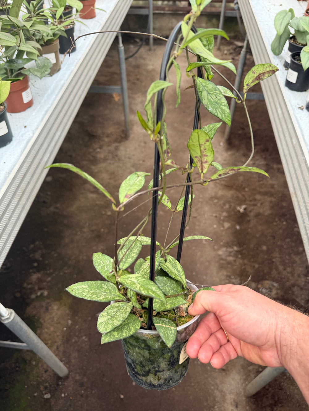 Hoya callistophylla Black cat