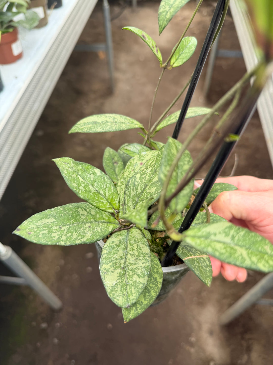 Hoya callistophylla Black cat