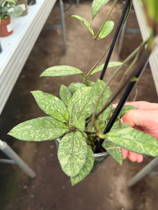Hoya callistophylla Black cat