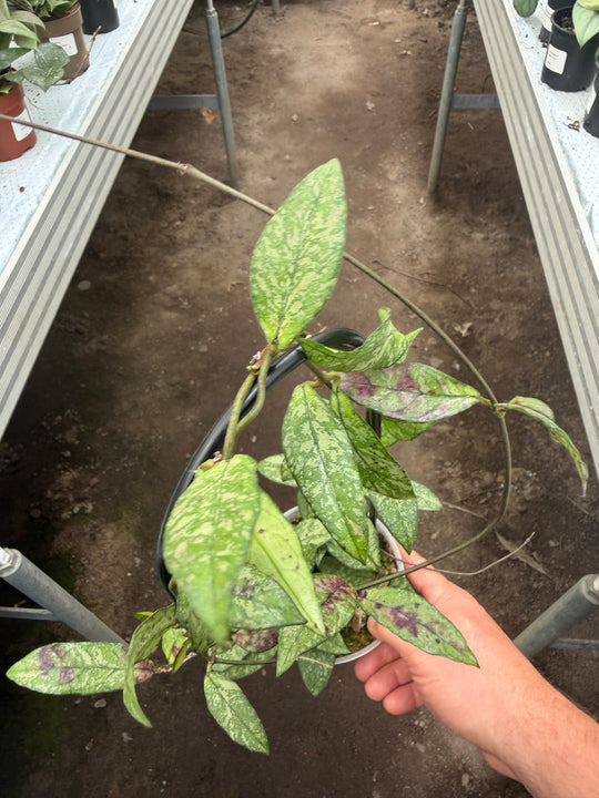 Hoya callistophylla Black cat