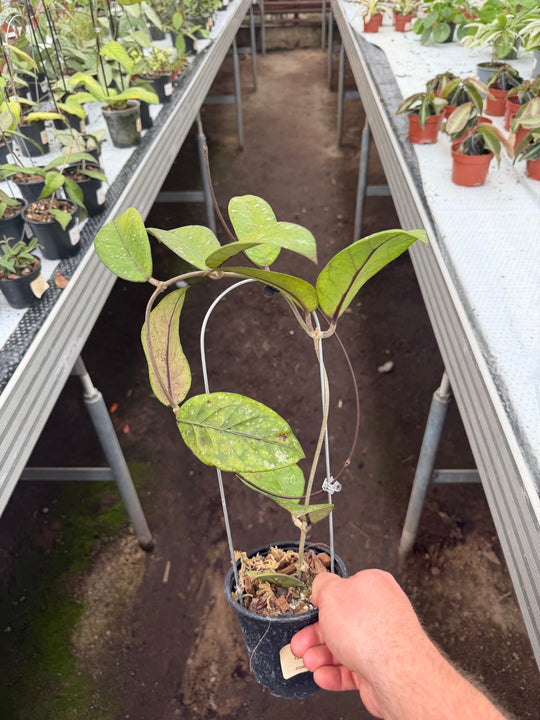 Hoya sp. Sabah