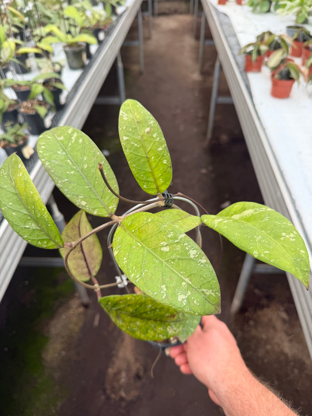 Hoya sp. Sabah