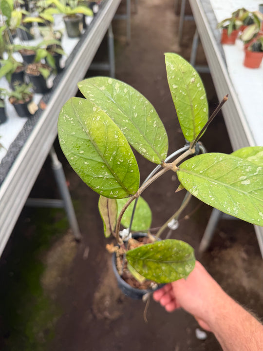Hoya sp. Sabah