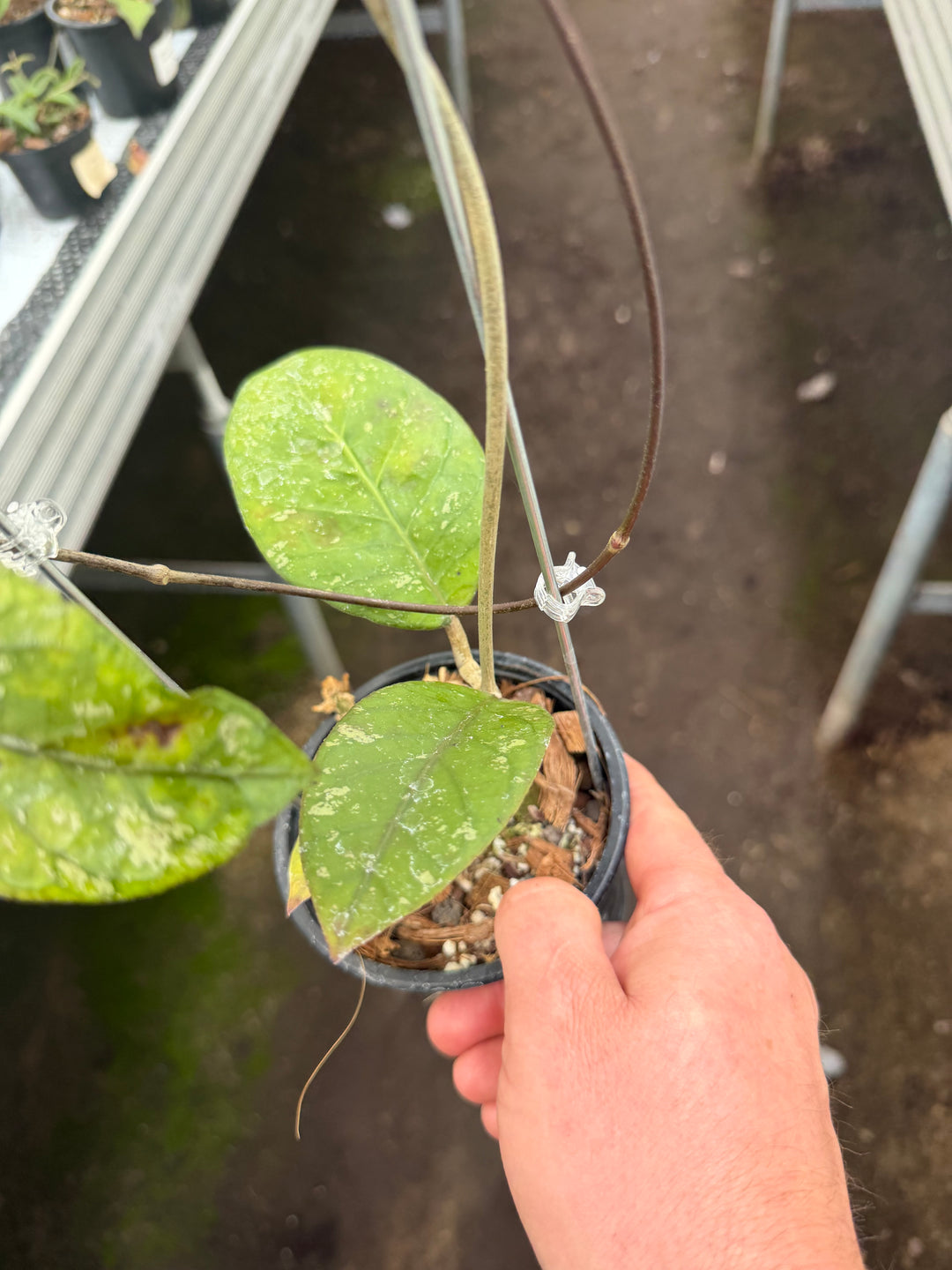 Hoya sp. Sabah