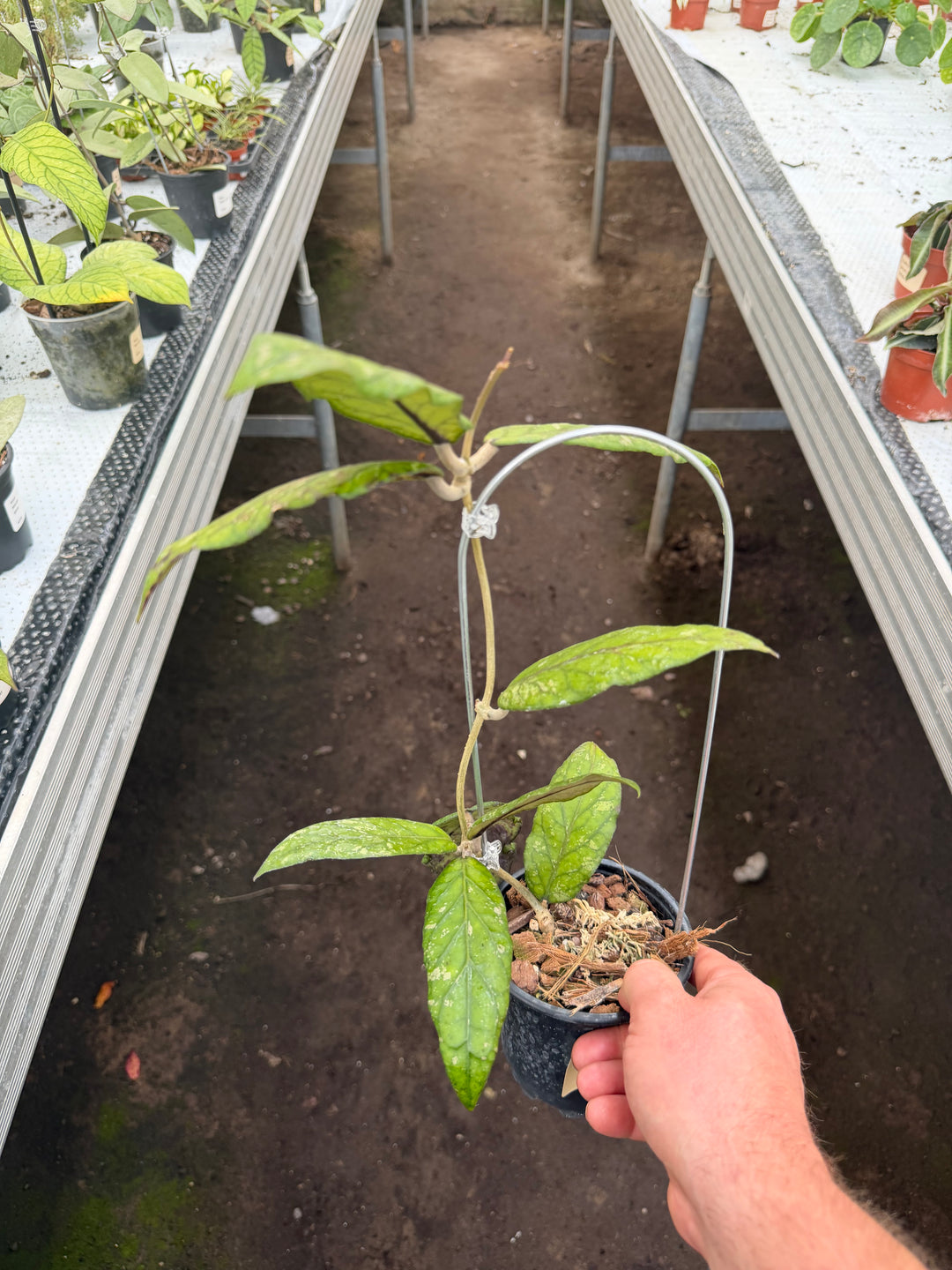 Hoya sp Gayo