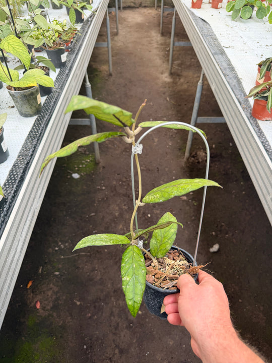 Hoya sp Gayo