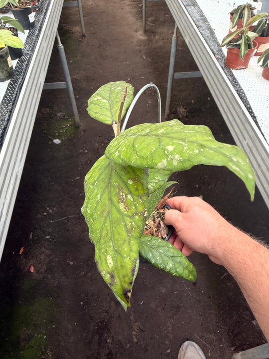 Hoya sp Gayo