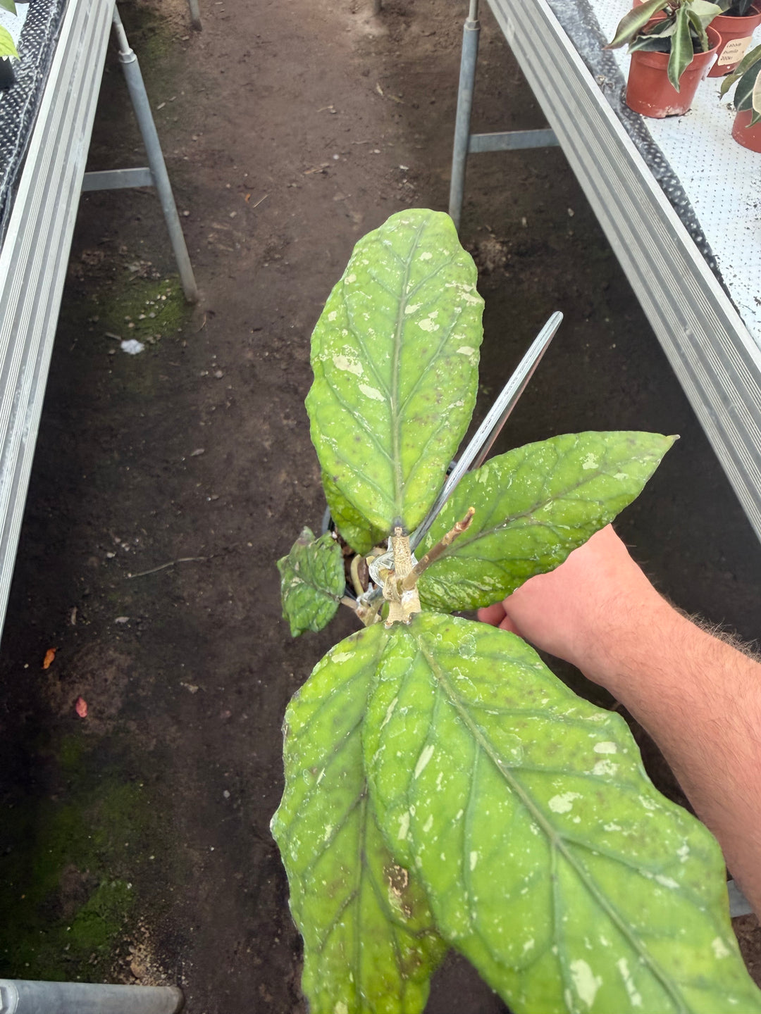 Hoya sp Gayo
