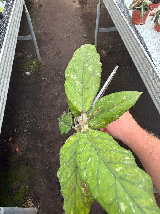 Hoya sp Gayo