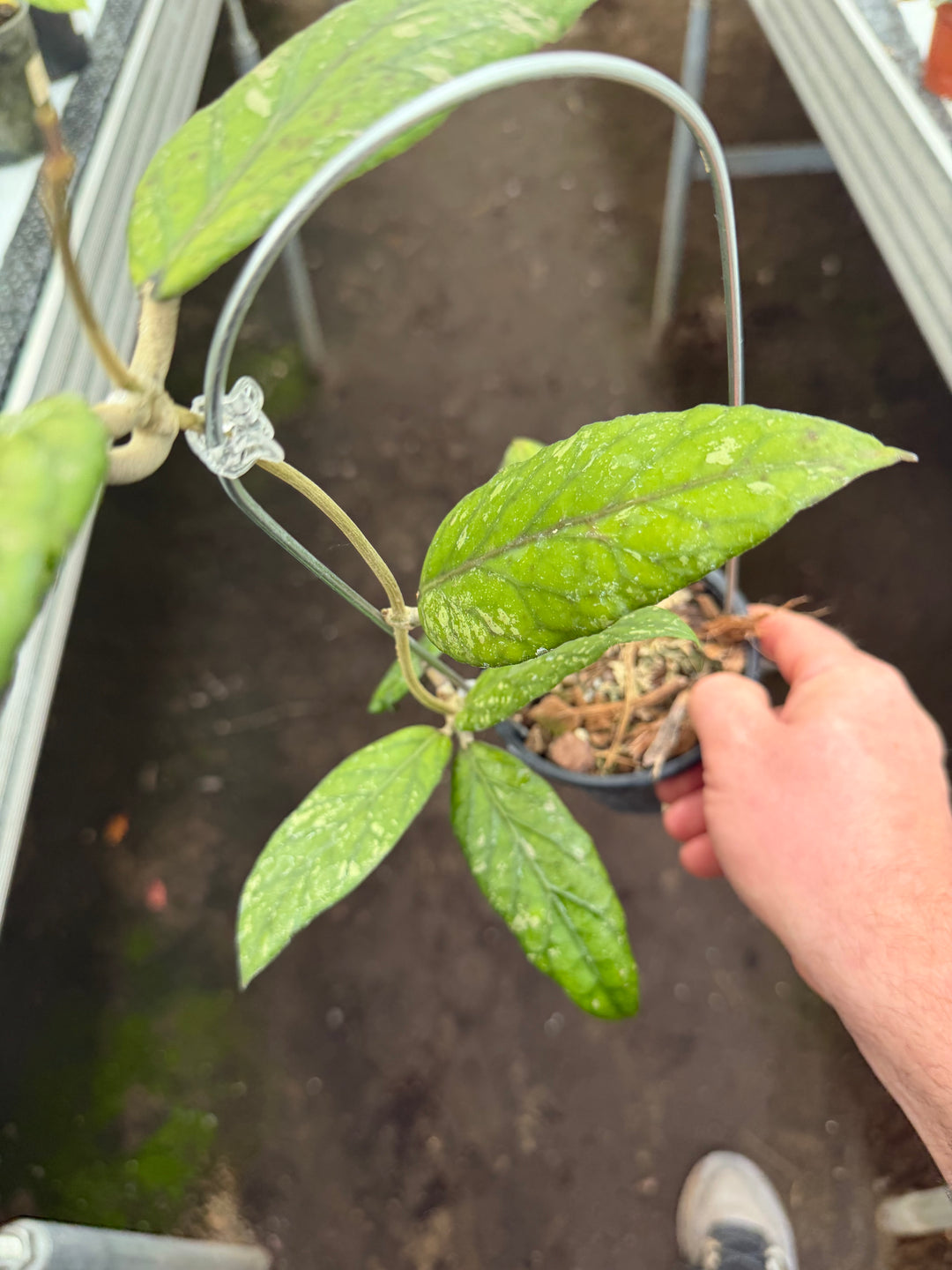 Hoya sp Gayo