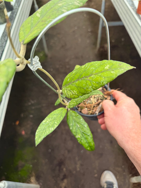 Hoya sp Gayo