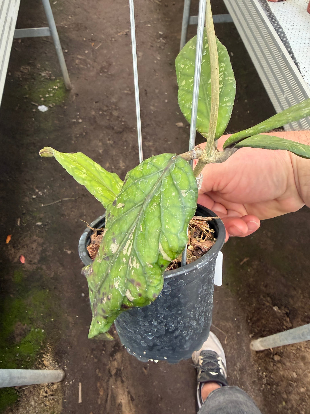 Hoya sp Gayo