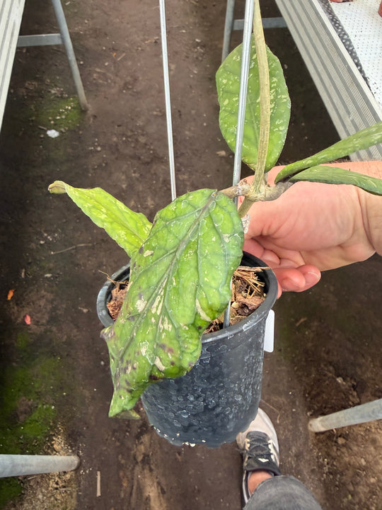 Hoya sp Gayo