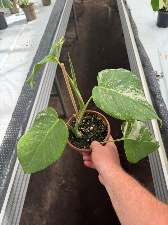 Monstera albo