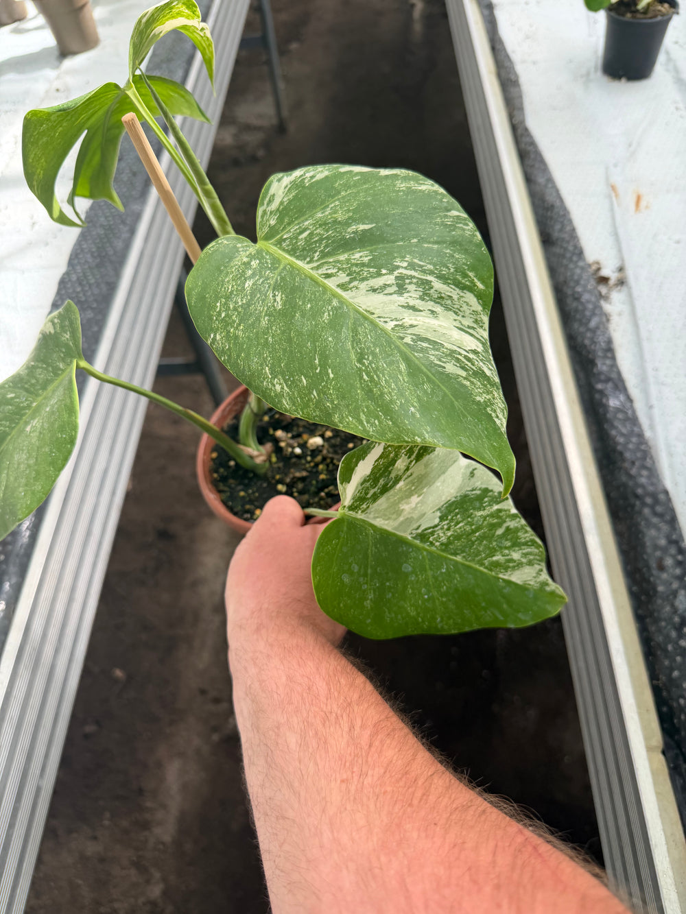 Monstera albo