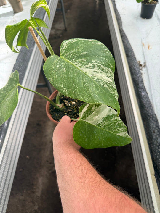 Monstera albo