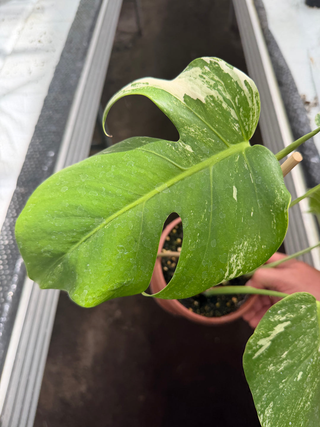 Monstera albo