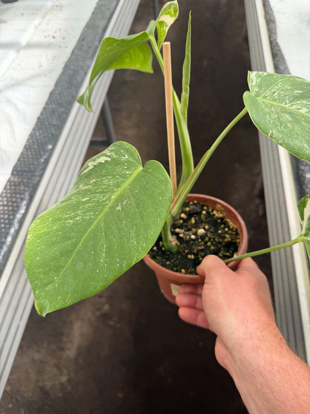 Monstera albo