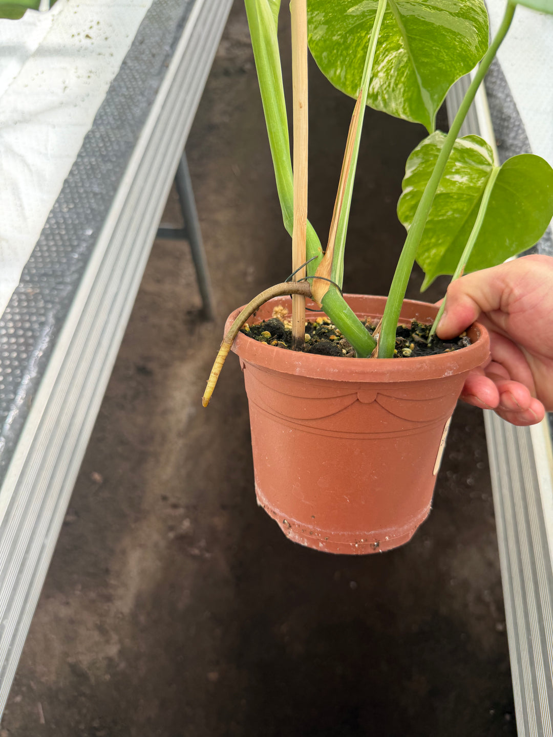Monstera albo