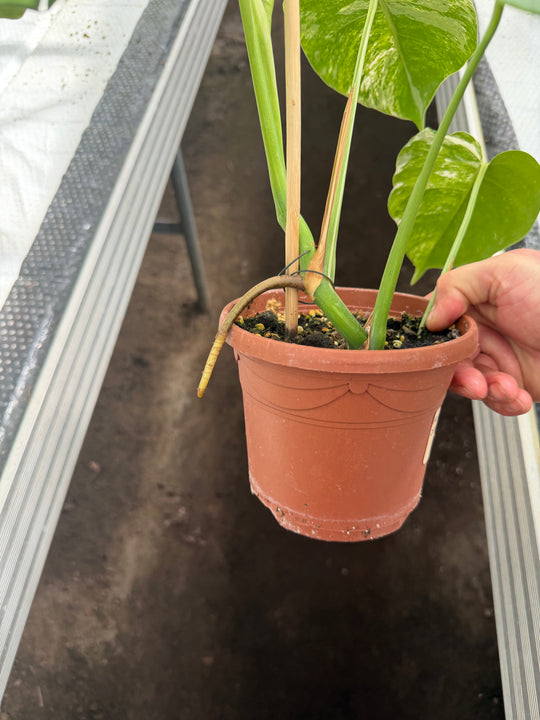 Monstera albo