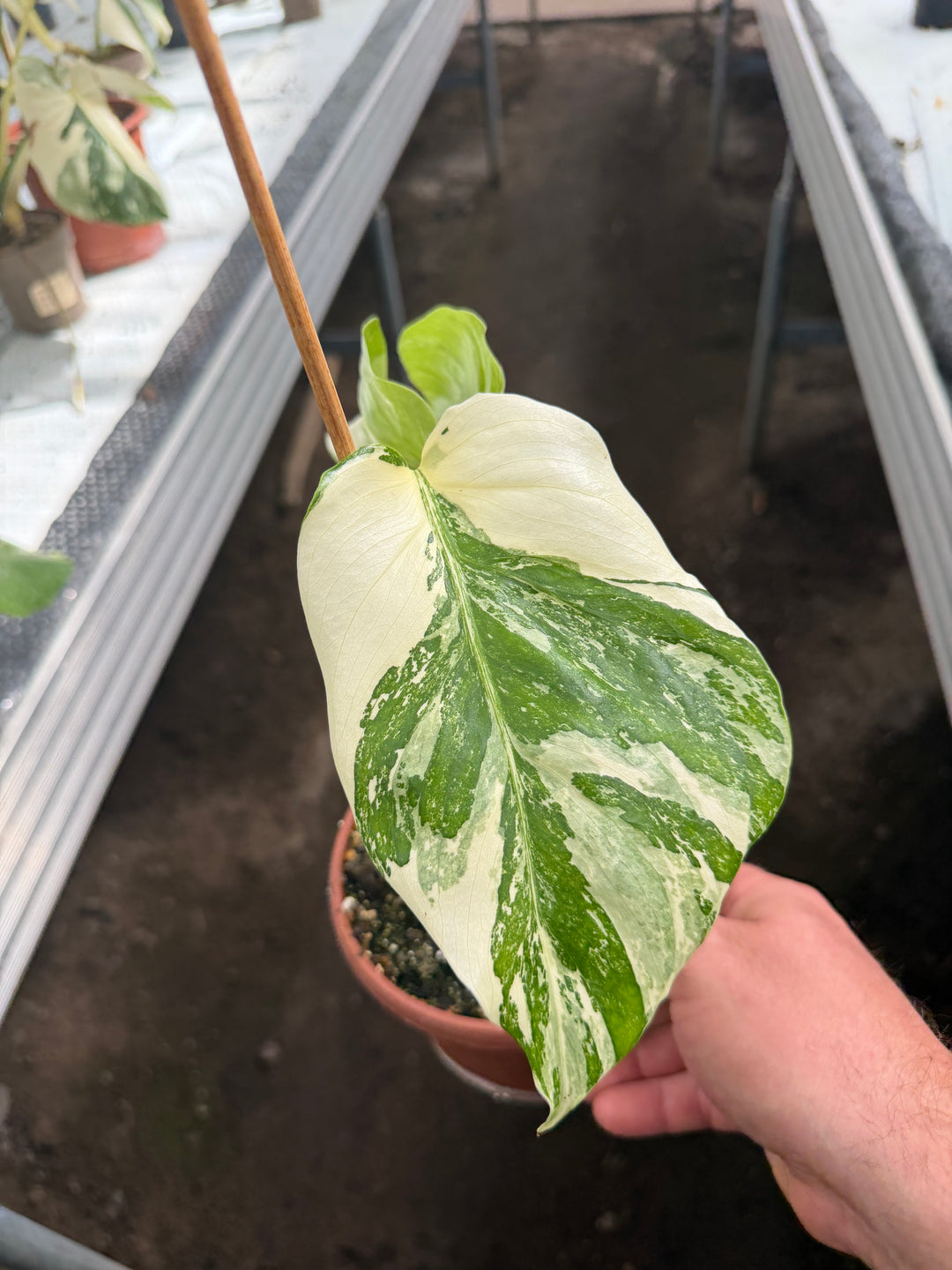 Monstera albo
