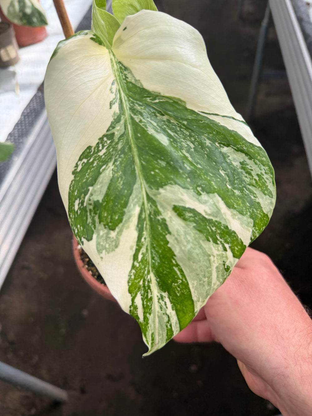 Monstera albo