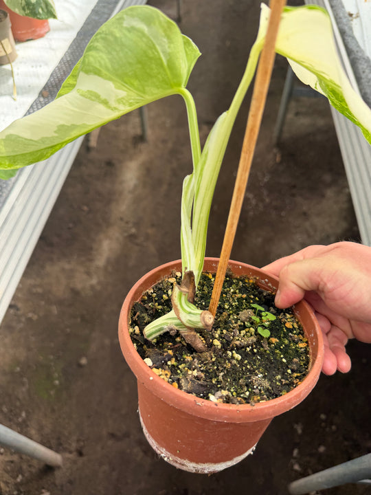 Monstera albo