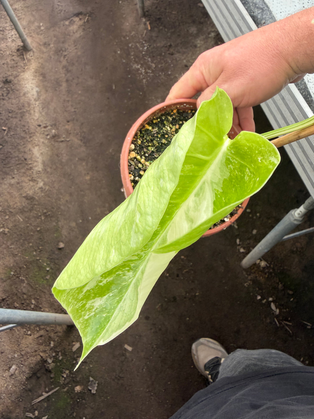 Monstera albo