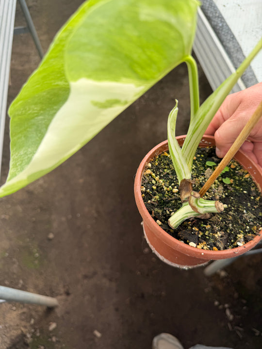 Monstera albo