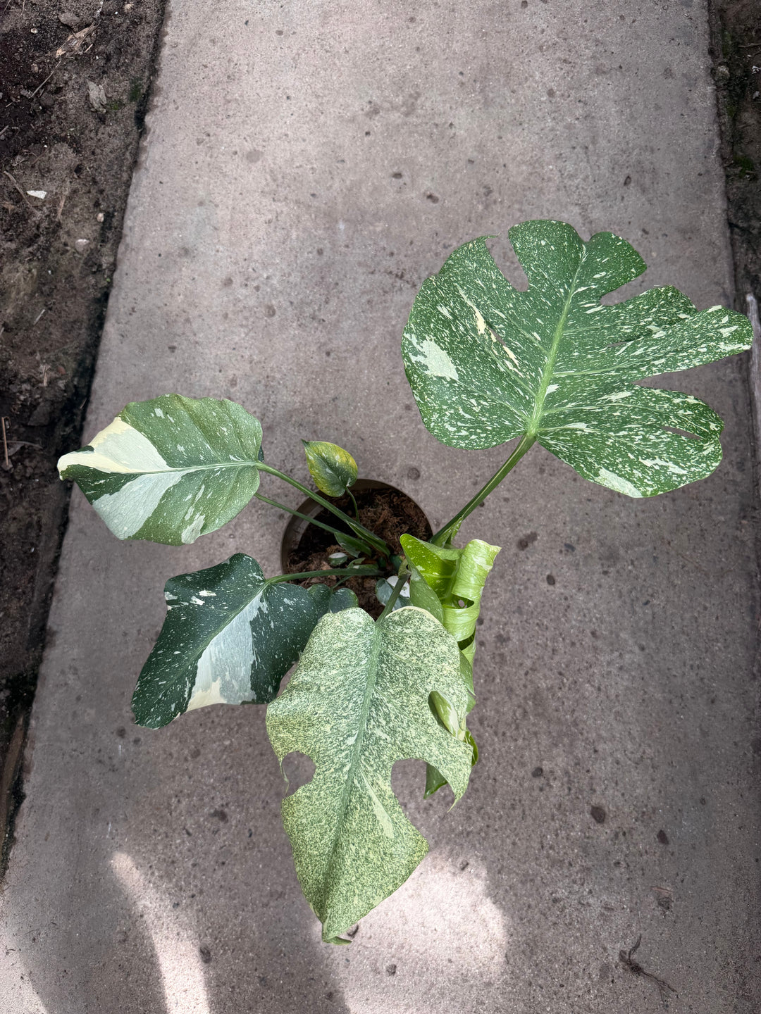 Monstera Thai mutation