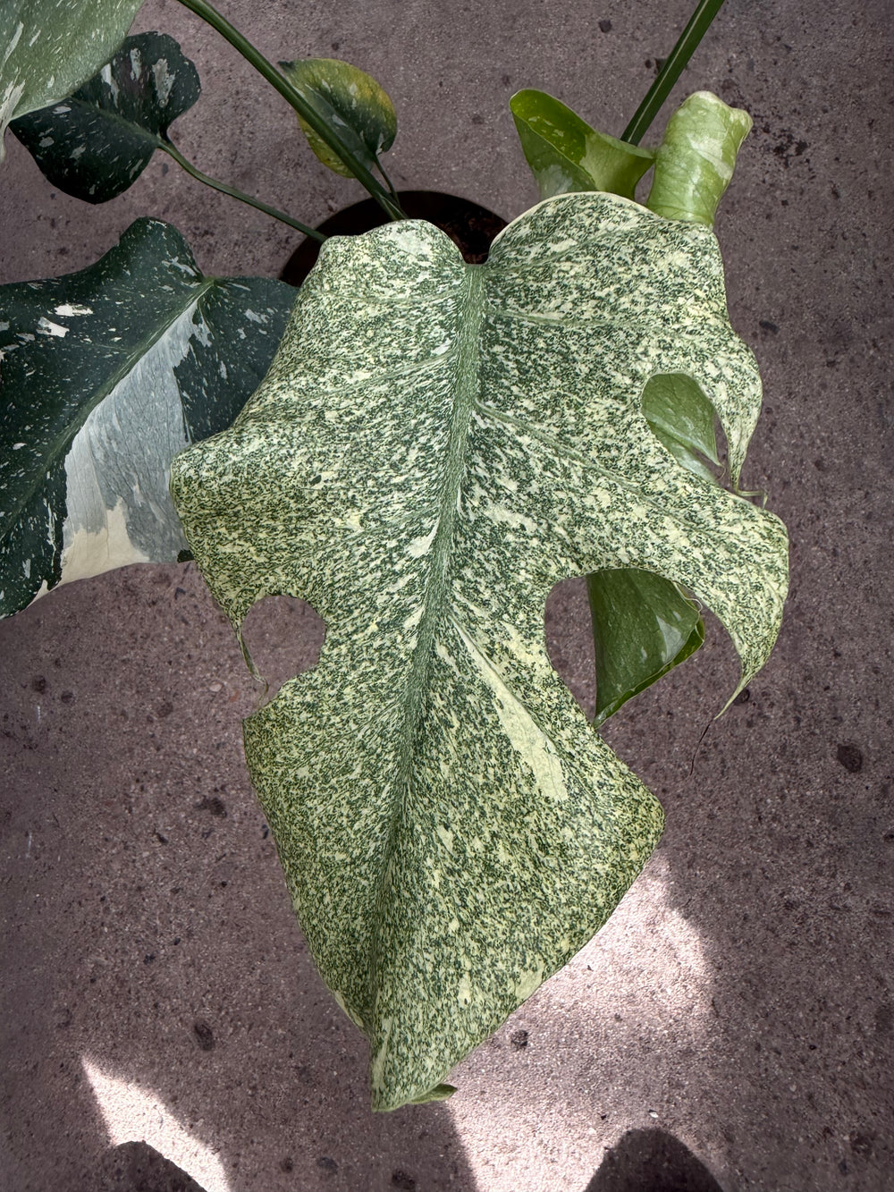 Monstera Thai mutation