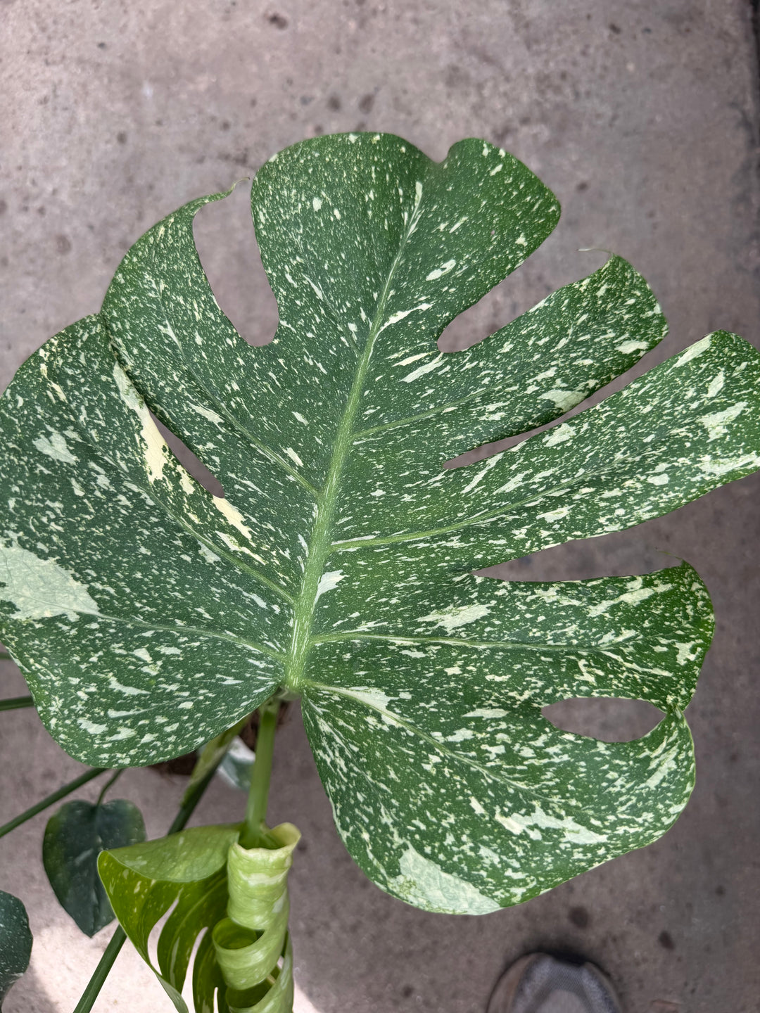 Monstera Thai mutation