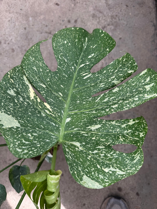 Monstera Thai mutation