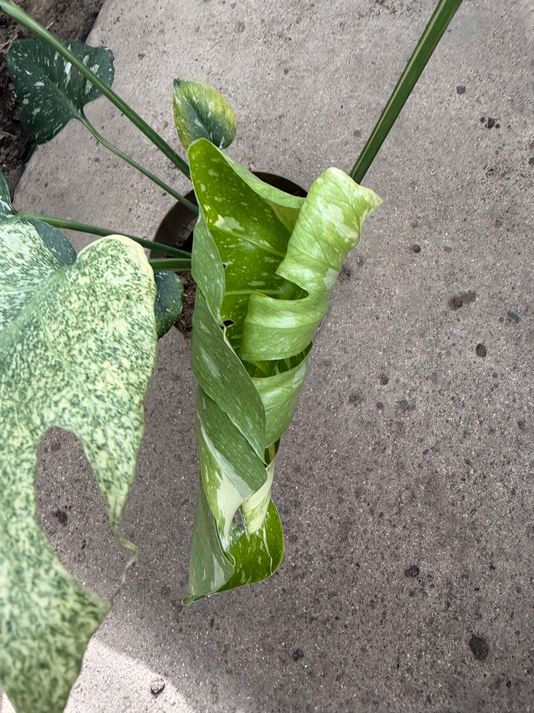 Monstera Thai mutation