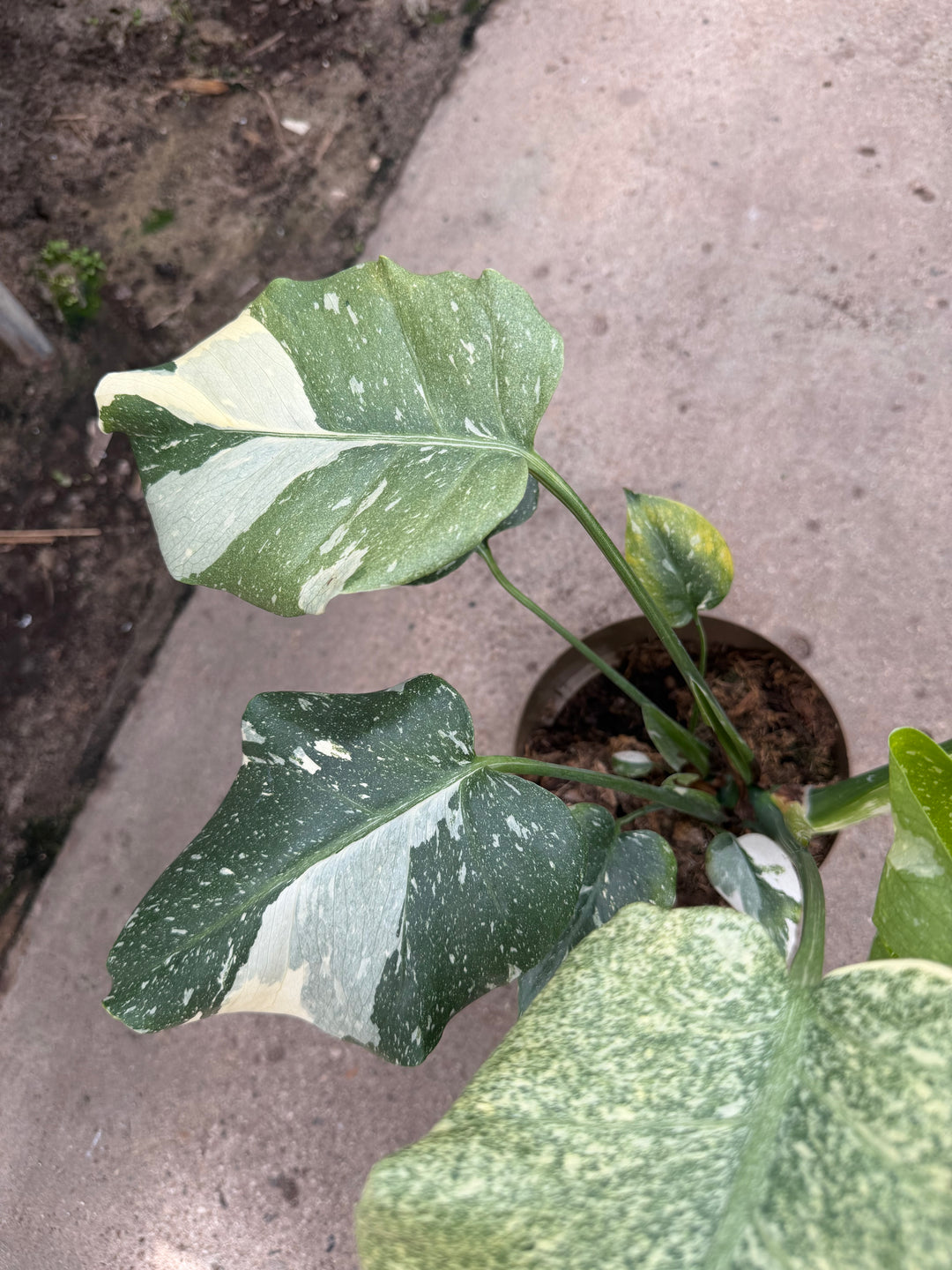 Monstera Thai mutation