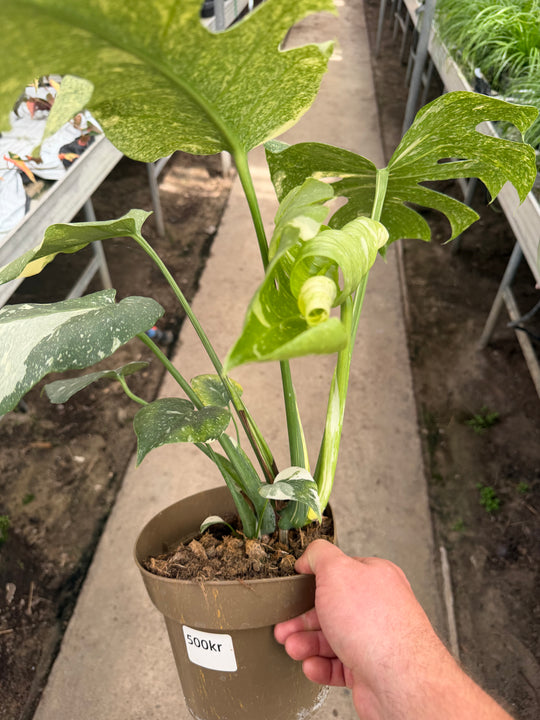 Monstera Thai mutation