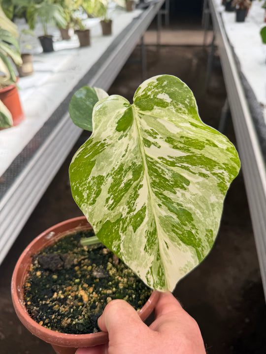 Monstera albo 12 cm