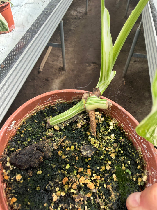 Monstera albo 12 cm