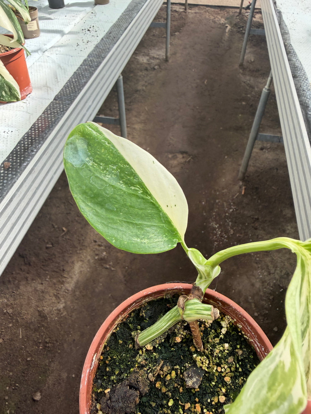 Monstera albo 12 cm