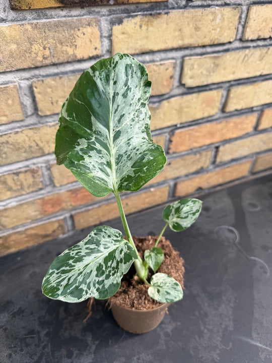 Monstera bulbasaur