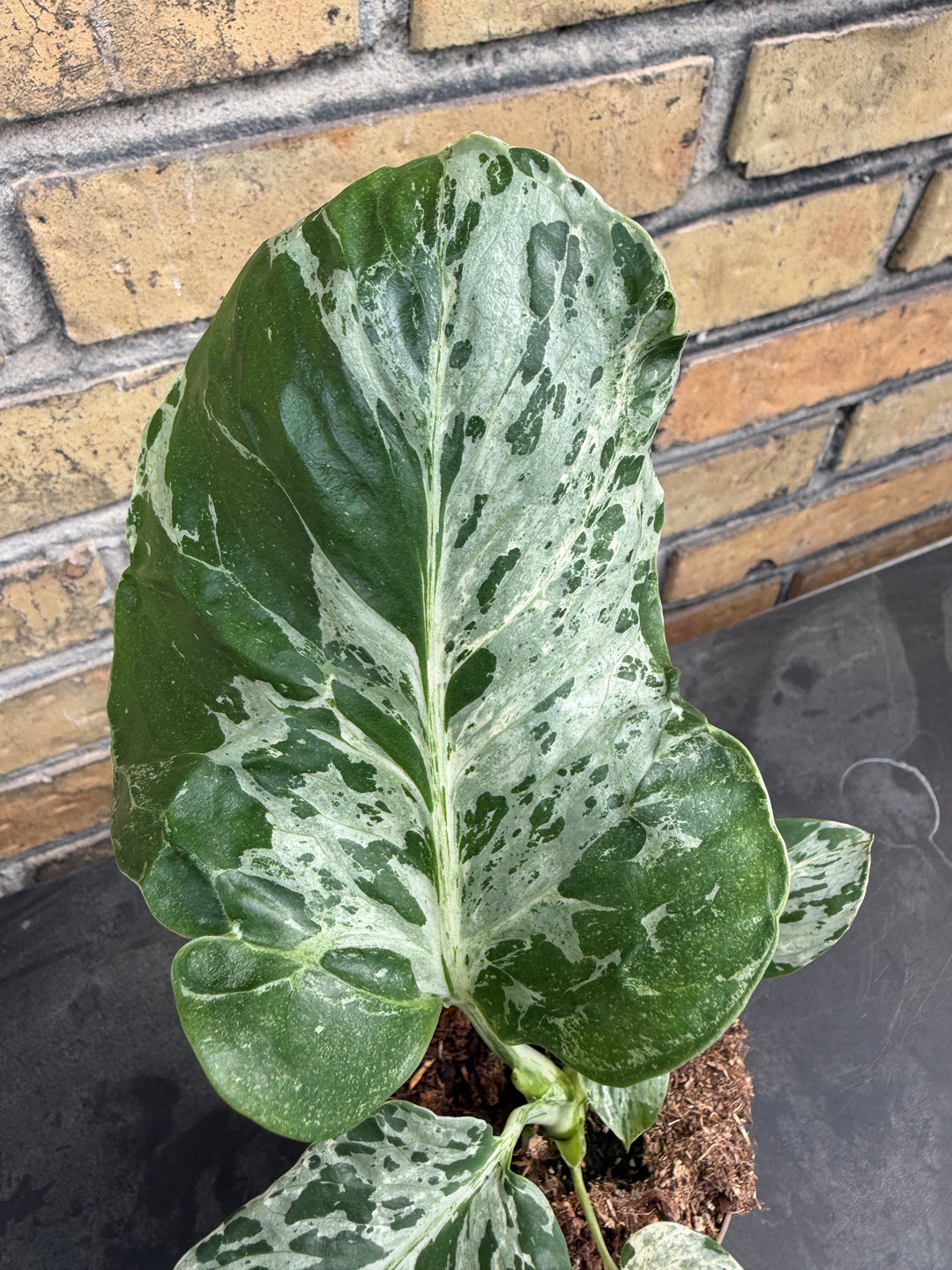 Monstera bulbasaur