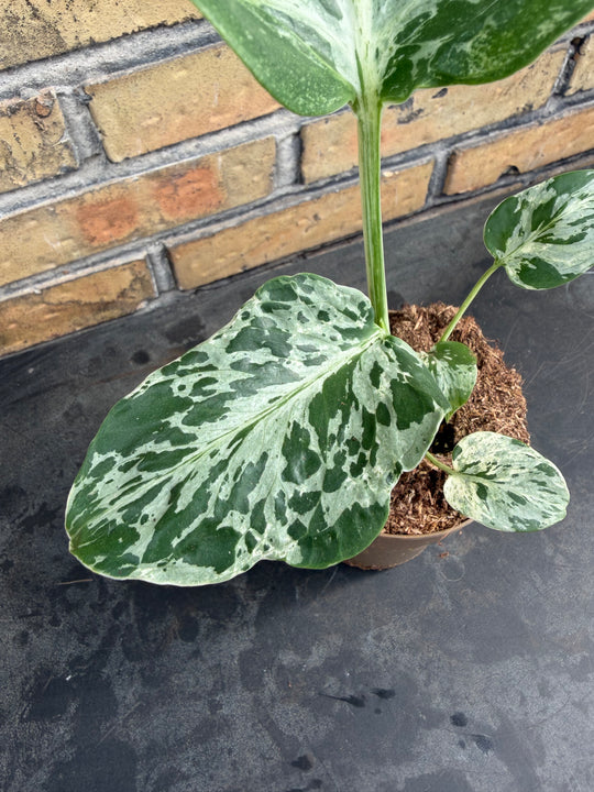 Monstera bulbasaur