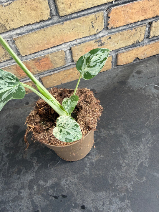 Monstera bulbasaur