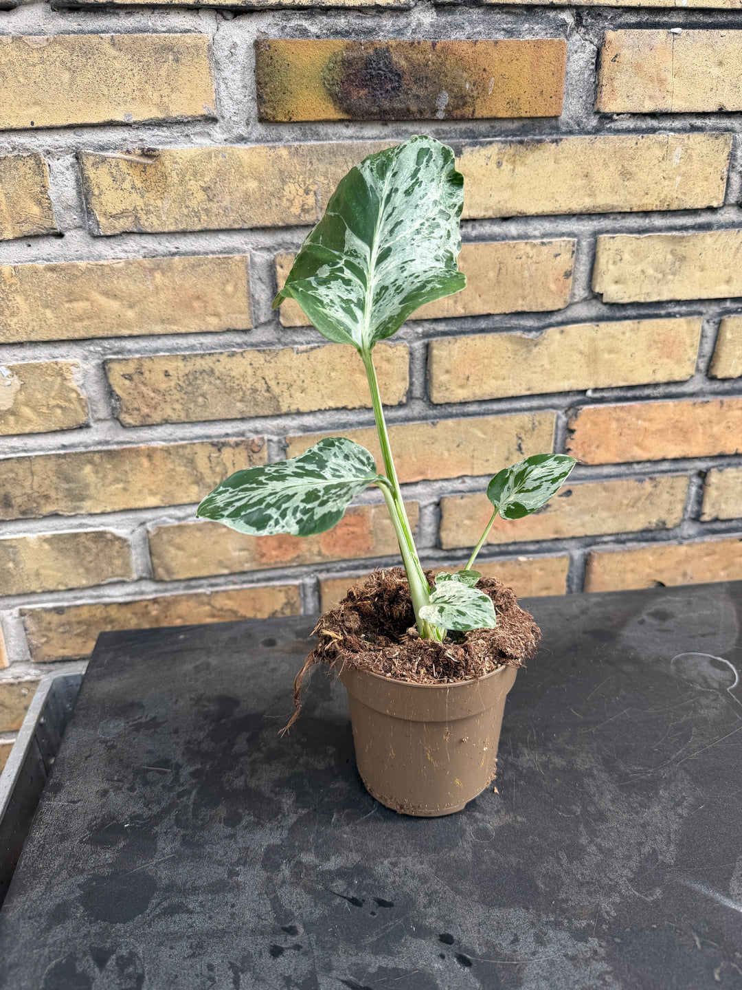 Monstera bulbasaur