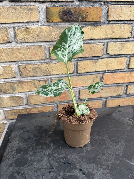 Monstera bulbasaur