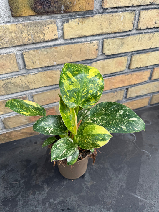 Philodendron Congo variagata