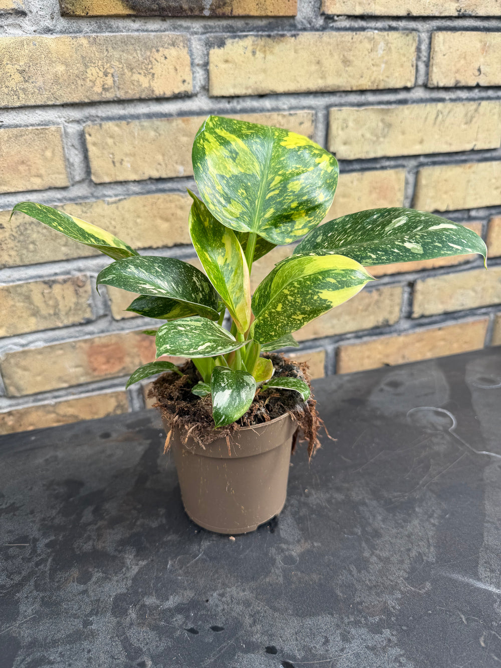 Philodendron Congo variagata