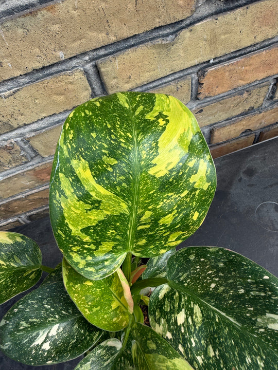 Philodendron Congo variagata