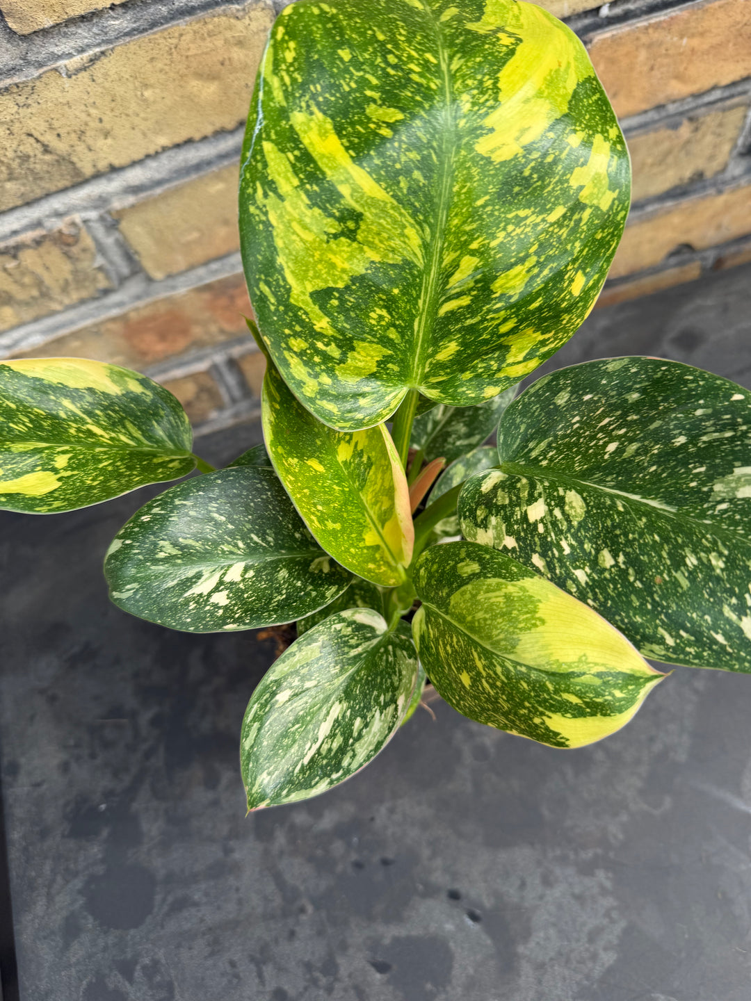 Philodendron Congo variagata